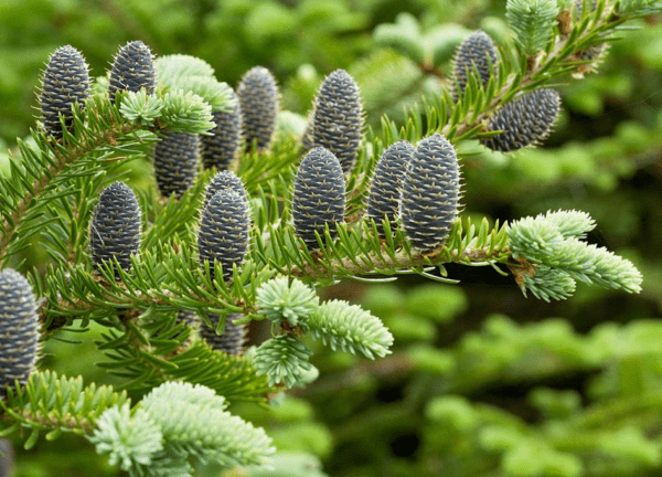 Abies balsamea / jedle balzámová