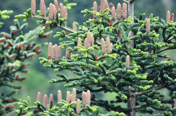 Abies cephalonica / jedle řecká