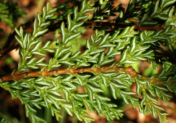 Austrocedrus chilensis / austrocedrus chilský