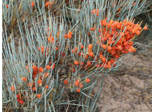 Ephedra intermedia / chvojník prostřední