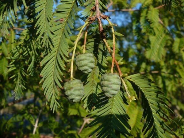 Metasequoia glyptostroboides / metasekvoj čínská