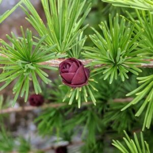 Larix laricina / modřín americký