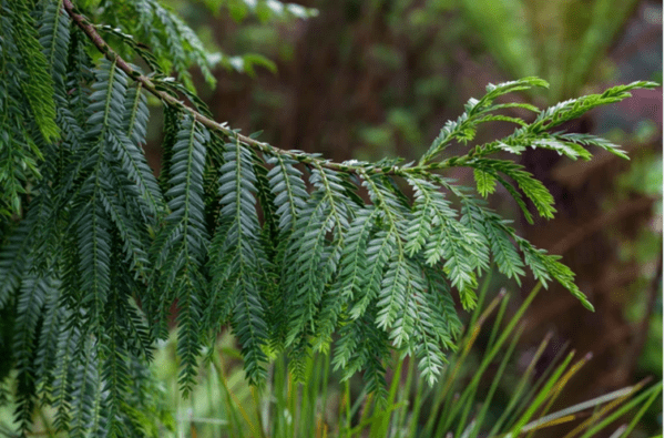 Retrophyllum rospigliosi / retrofylum Rospigliosiho