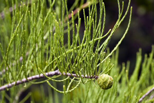 Taxodium ascendens / tisovec vystoupavý