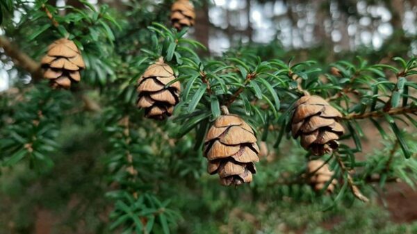 Tsuga diversifolia / jedlovec různolistý