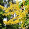 Koelreuteria paniculata / svitel latnatý