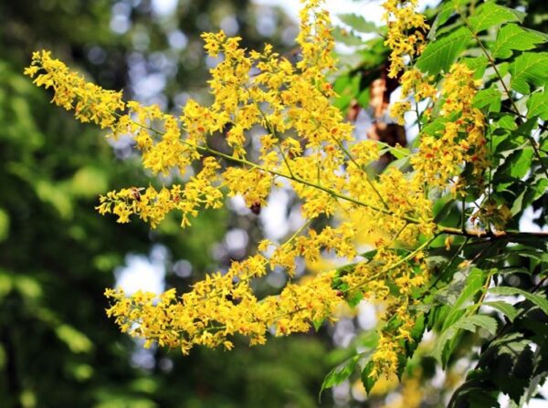 Koelreuteria paniculata / svitel latnatý