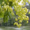 Koelreuteria paniculata / svitel latnatý - Image 2