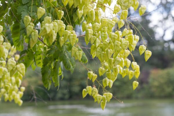 Koelreuteria paniculata / svitel latnatý - Image 2