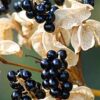 Belamcanda chinensis / angínovník čínský - Image 2