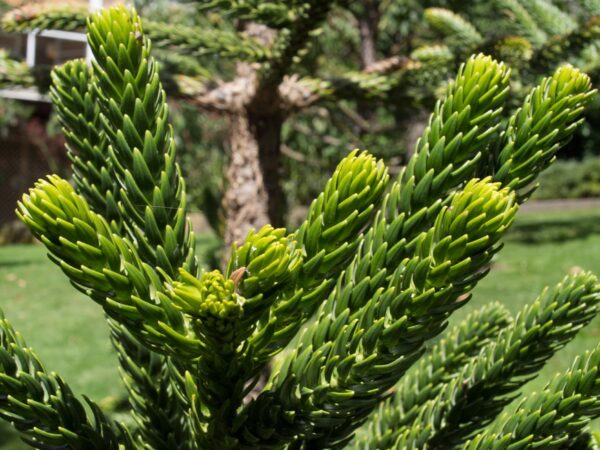 Araucaria rulei / blahočet Ruleův